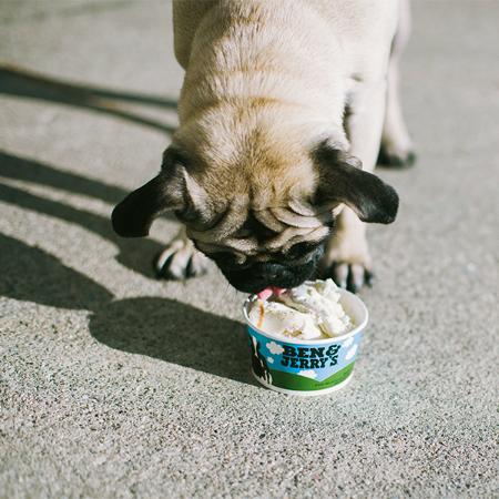 Dog eating a sundae