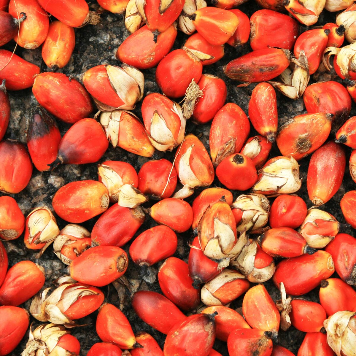 Indkøb af palmeolie